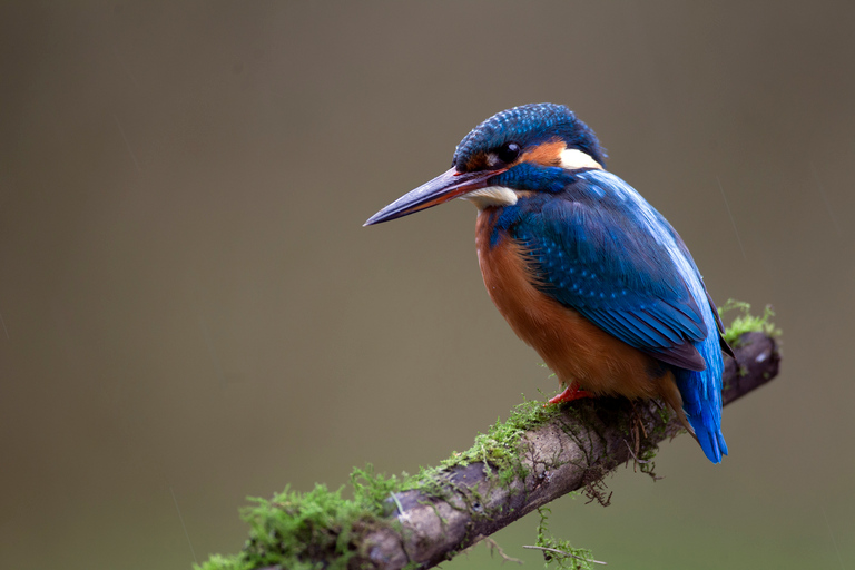 Biesbosch: Boat cruise and Biesbosch Museum Island ticket