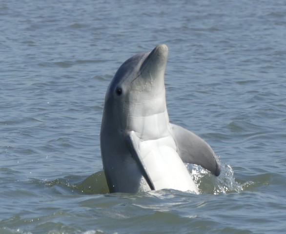 Visit Hilton Head Island Dolphin and Nature Tour in Hilton Head Island, South Carolina, USA