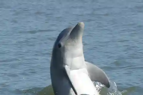 Hilton Head Island: Private Delphin- und Natur-Tour