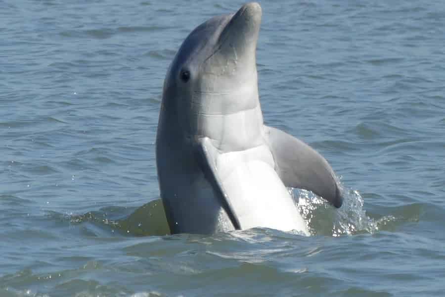 Hilton Head Island: Private Delfin- und Natur-Tour. Foto: GetYourGuide Hilton Head Island: Private Delfin- und Natur-Tour. Foto: GetYourGuide