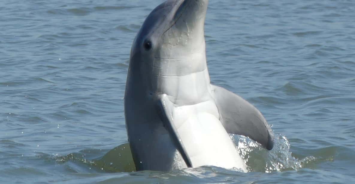 Hilton Head Island Dolphin and Nature Tour GetYourGuide