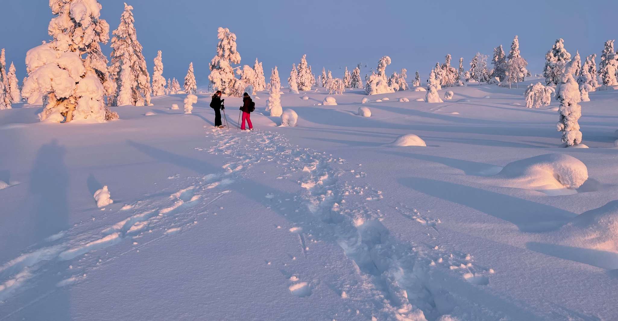 Levi, Pallas-Yllästunturi National Park Snowshoeing Tour - Housity