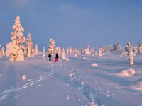Levi, Pallas-Yllästunturi National Park Snowshoeing Tour - Housity