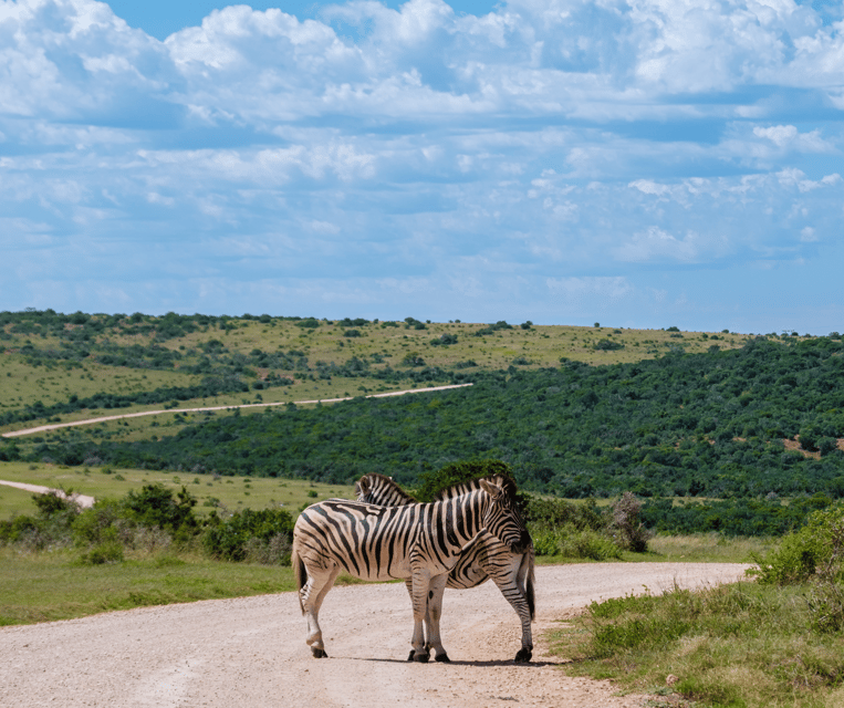 Port Elizabeth Shore Excursion: Addo Elephant Park Safari | GetYourGuide