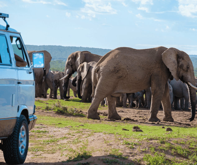 Port Elizabeth Addo Elephant Park Safari Shore Excursion Getyourguide 1540