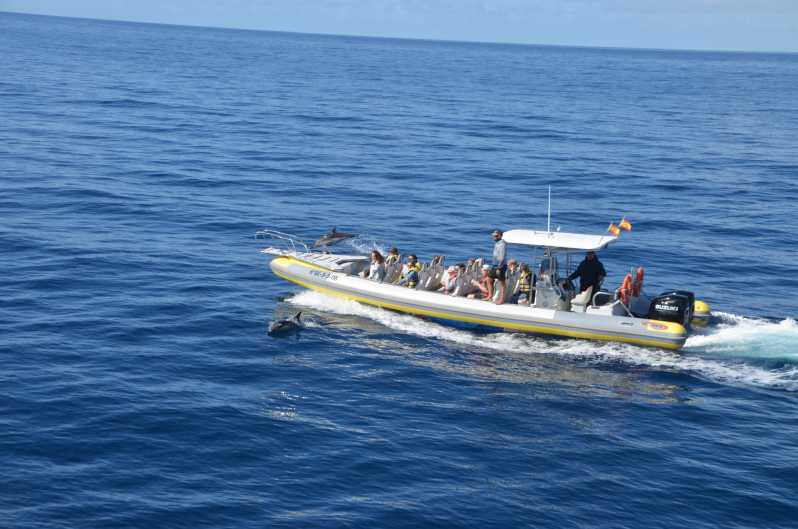 Morro Jable: Delfin- und Whale Watching per Speedboot