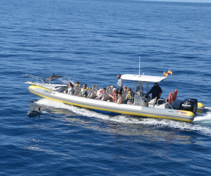 Van Morro Jable: Dolfijnen en walvissen spotten per speedboot