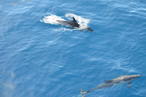 From Morro Jable: Dolphin & Whale Watching Day Trip by Boat Fuerteventura: Dolphin and Whale Watching Day Trip by Boat