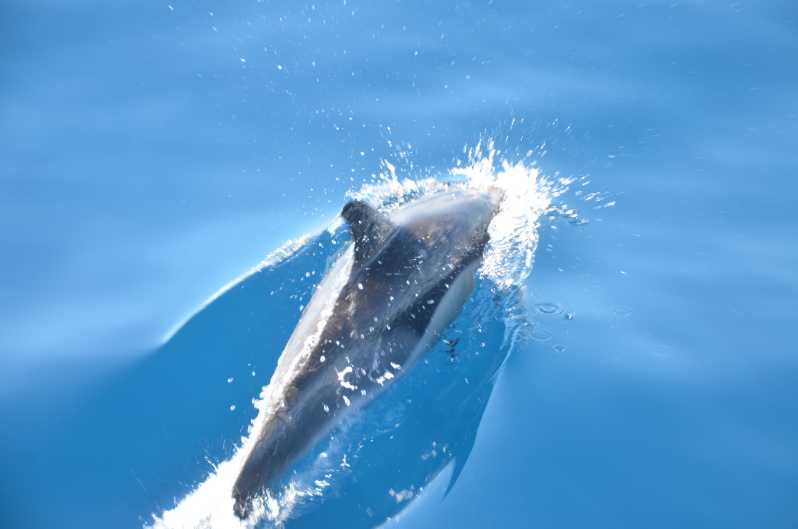 De la Morro Jable: Observarea delfinilor și a balenelor cu barca rapidă