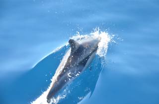 Morro Jable: Delfin- und Whale Watching per Speedboot