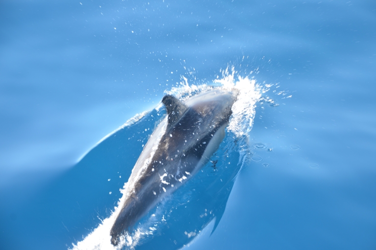 Depuis Morro Jable : croisière d'observation des cétacésFuerteventura : observation des dauphins et des baleines