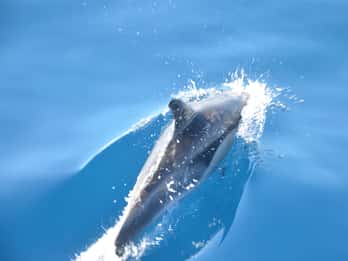 Depuis Morro Jable : Observation des dauphins et des baleines et plongée en apnée