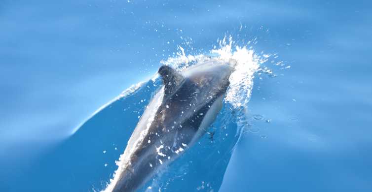 From Morro Jable: Dolphin and Whale Watching by Speedboat