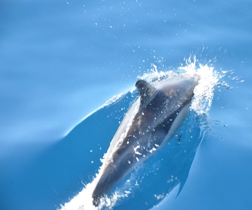 From Morro Jable: Dolphin and Whale Watching by Speedboat
