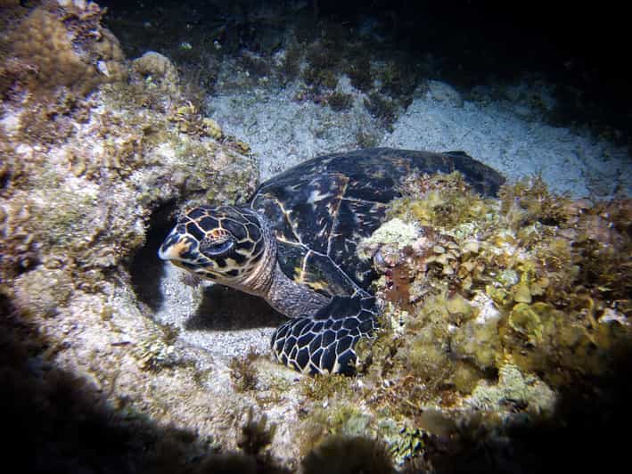 Cancun Moonlight Snorkeling Tour with Transfer GetYourGuide