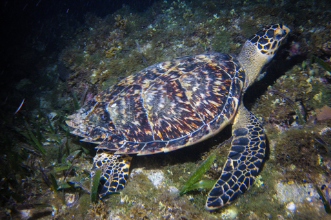 Cancún: Excursión de snorkel a la luz de la luna con traslado