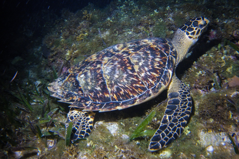 Cancún: Excursión de snorkel a la luz de la luna con traslado