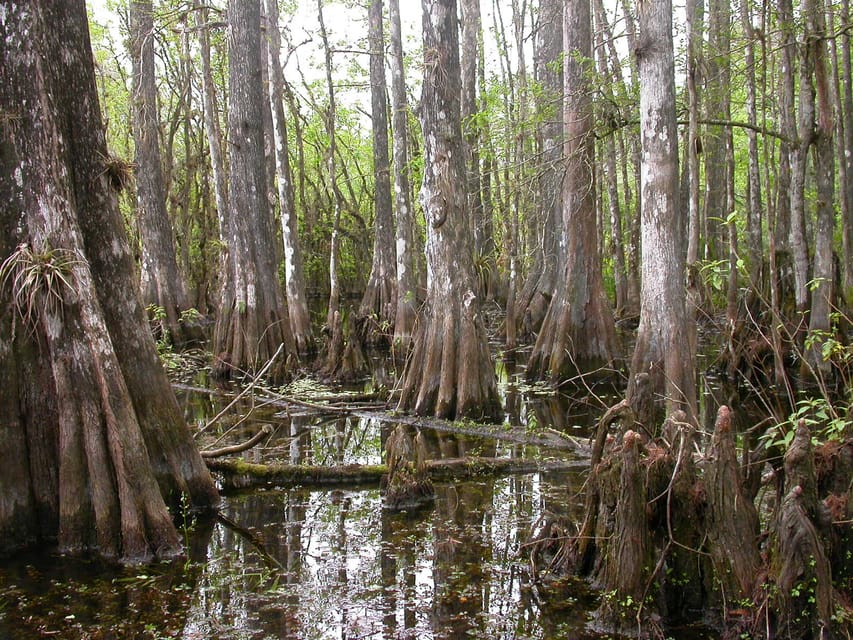 Everglades Day Safari from Sanibel, Fort Myers & Naples | GetYourGuide