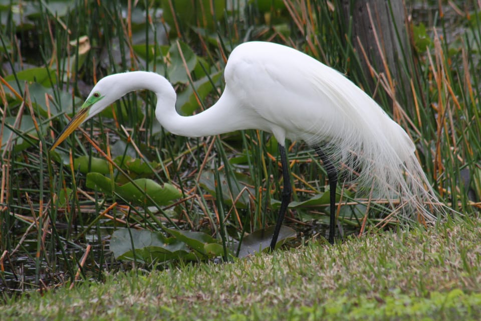 Everglades Day Safari from Sanibel, Fort Myers & Naples | GetYourGuide