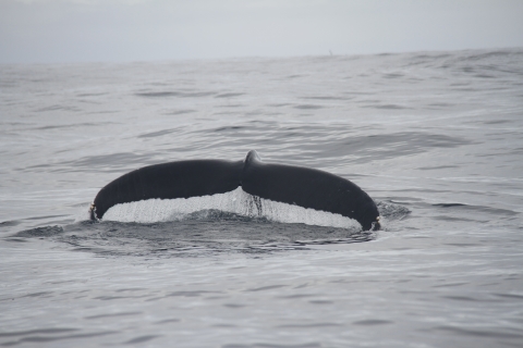 Terceira: Whale and Dolphin Watching in a Zodiac Boat