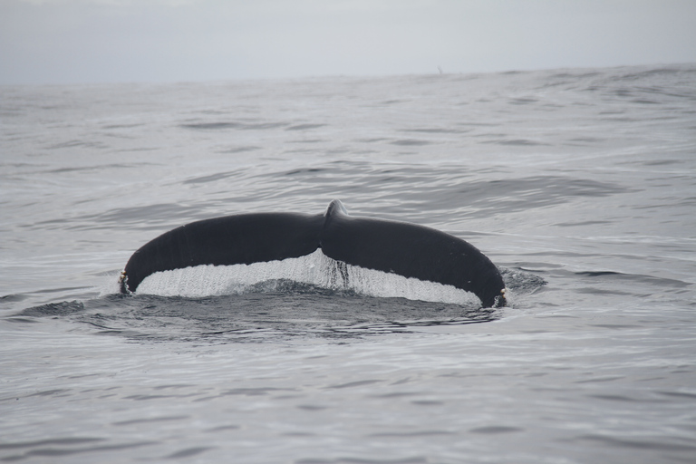 Terceira: Avistamiento de ballenas y delfines en barco zodiac