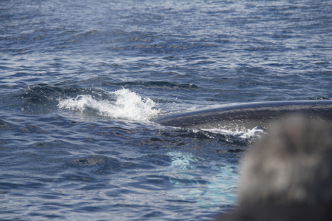 Terceira: Whale and Dolphin Watching in a Zodiac Boat