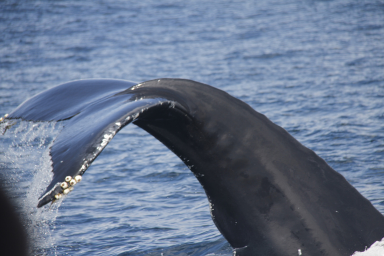 Terceira: Avistamiento de ballenas y delfines en barco zodiac