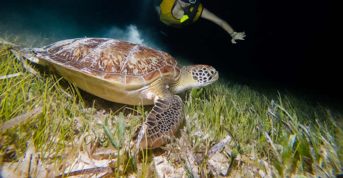 Cancun Moonlight Snorkeling Tour with Transfer GetYourGuide