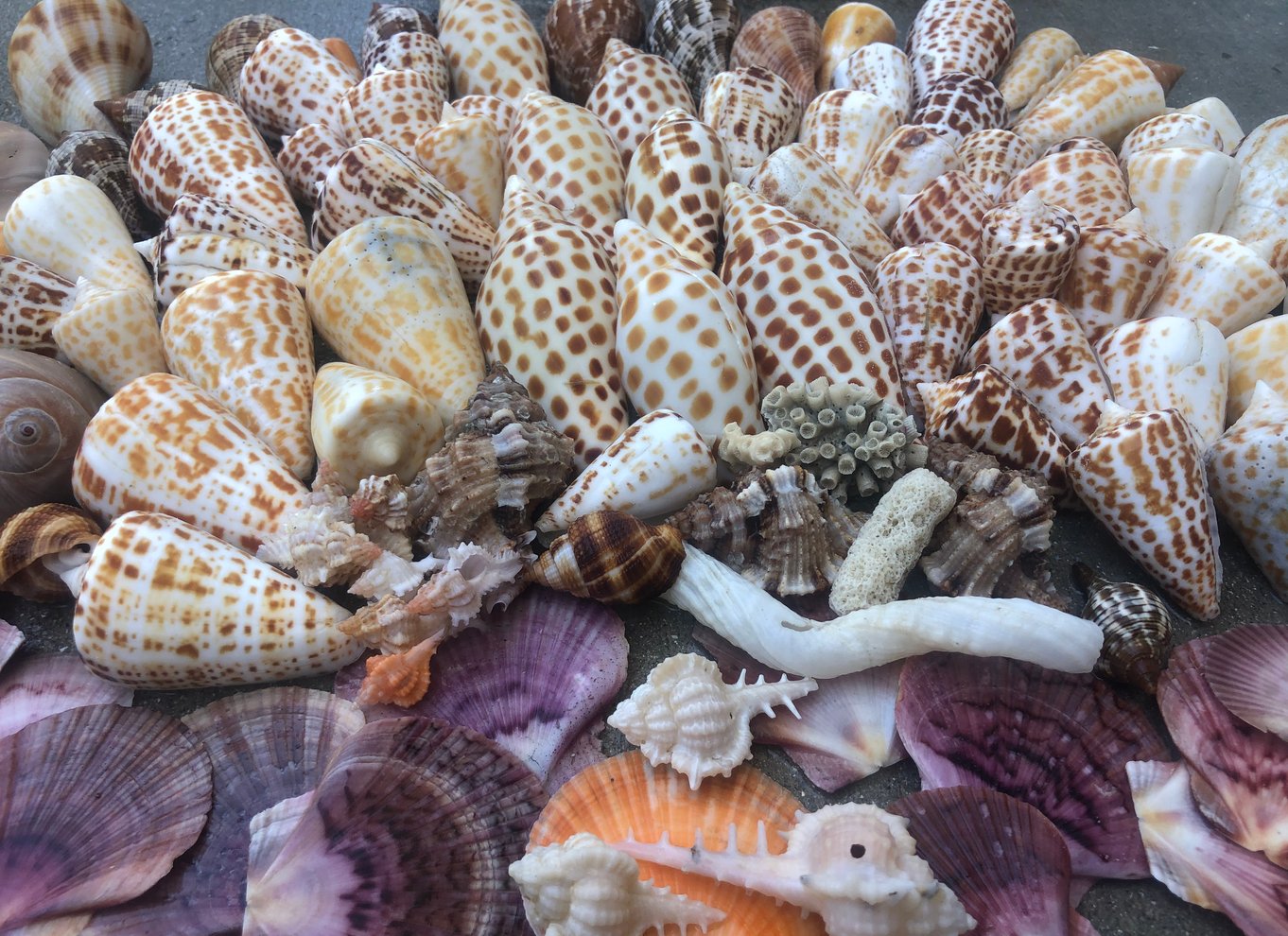 Marco Island: Shellelling og sightseeing Boat Cruise