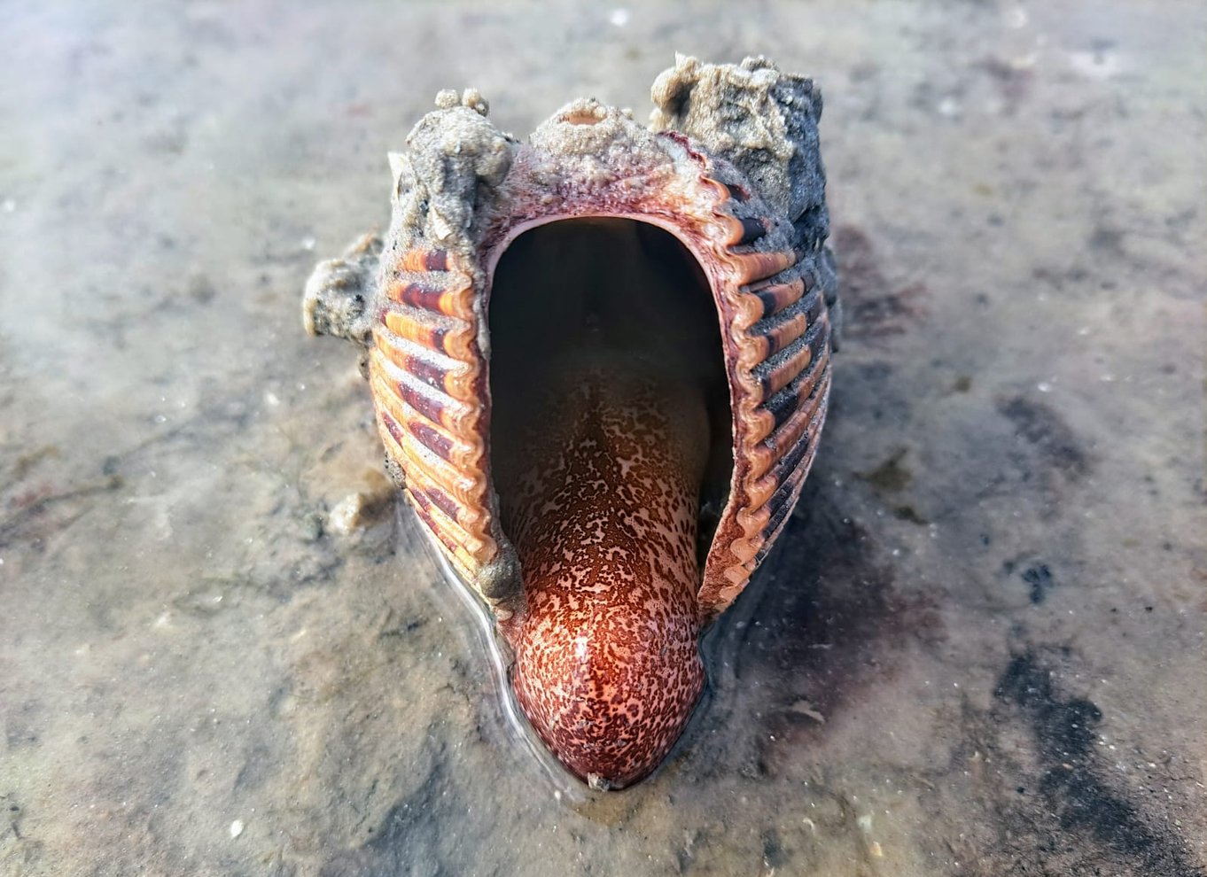 Marco Island: Shellelling og sightseeing Boat Cruise