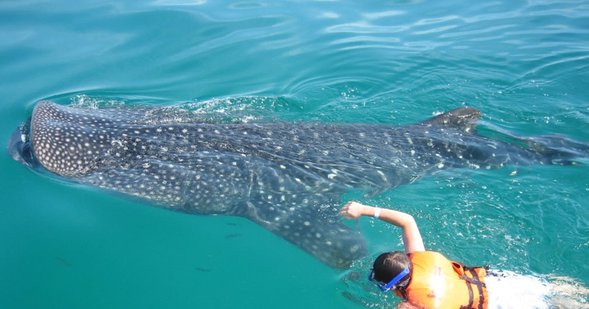 snorkeling with whale sharks cancun