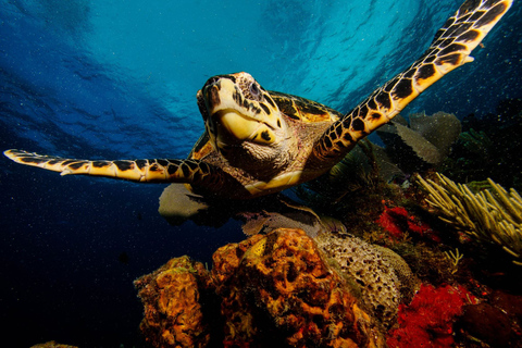 Snorkeling For Non Swimmers In Cancun