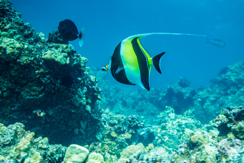 Desde Waikiki: tour de esnórquel en Circle IslandDesde Waikiki: excursión de un día a Oahu con almuerzo y esnórquel