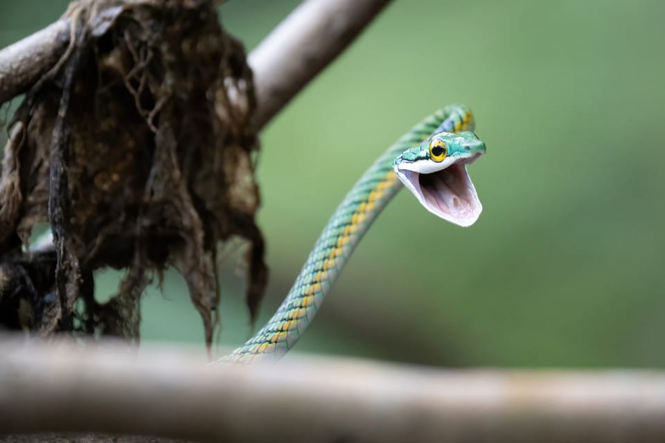 Sobrevivência na Amazônia