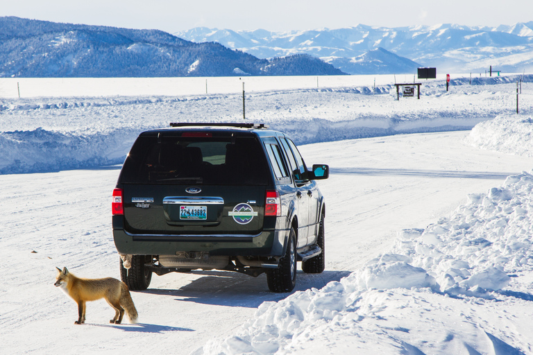 Grand Teton National Park: 8-Hour Willdlife & Snowshoe Tour Private Tour for 6-7 People