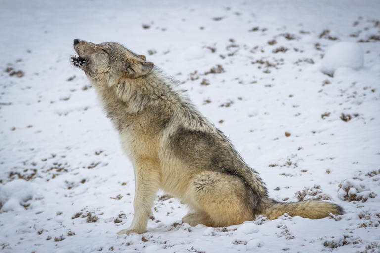 Grand Teton National Park: 8-Hour Willdlife & Snowshoe Tour Private Tour for 6-7 People