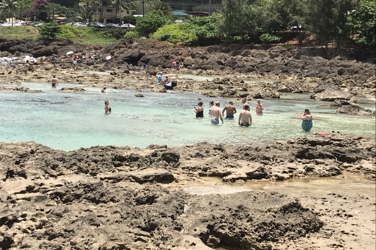 Von Waikiki aus: Wanderung zu den Manoa Falls und Oahu Tour