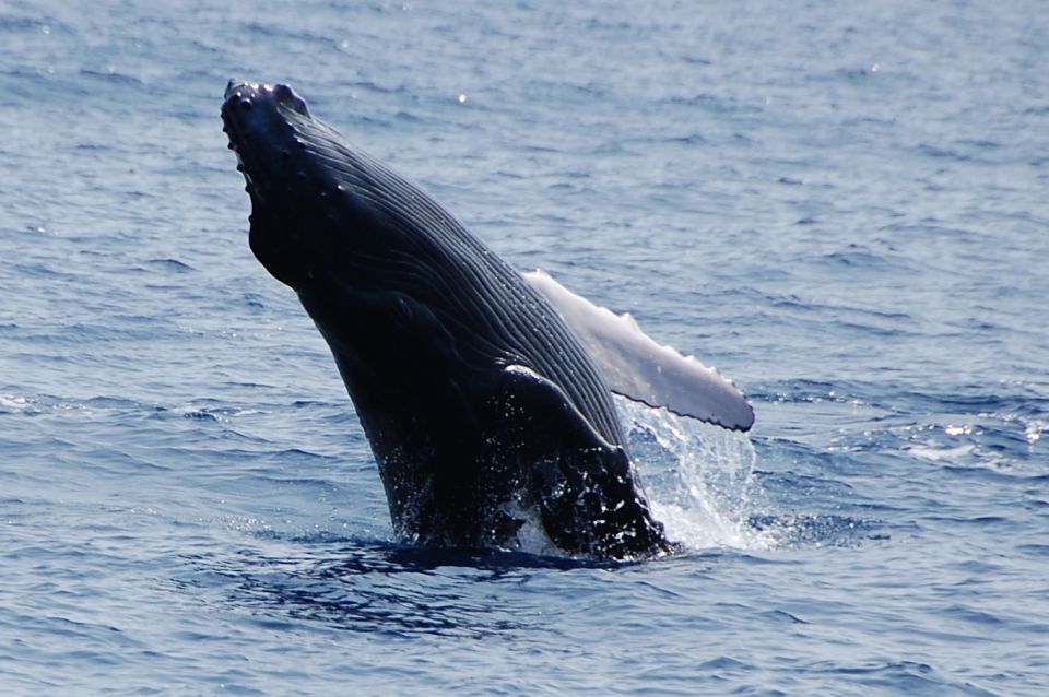 Kailua-Kona: Whale Watching Cruise | GetYourGuide