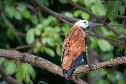 From Manaus: 2, 3, 4 or 5-Day Jungle Tour at Tucan Lodge 5 Day / 4 Night Tour