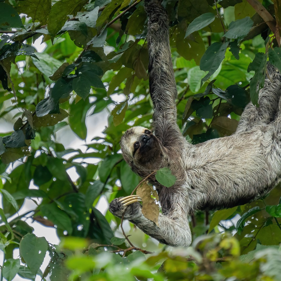 Galería de fotos para redes