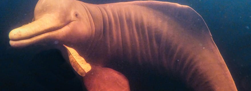 Depuis Manaus : excursion de 3 ou 4 jours au Tapiri Anavilhanas Lodge