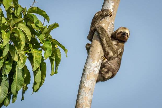 Manaus: Mehrtägige Amazonas-Tour in der Tapiri Floating Lodge