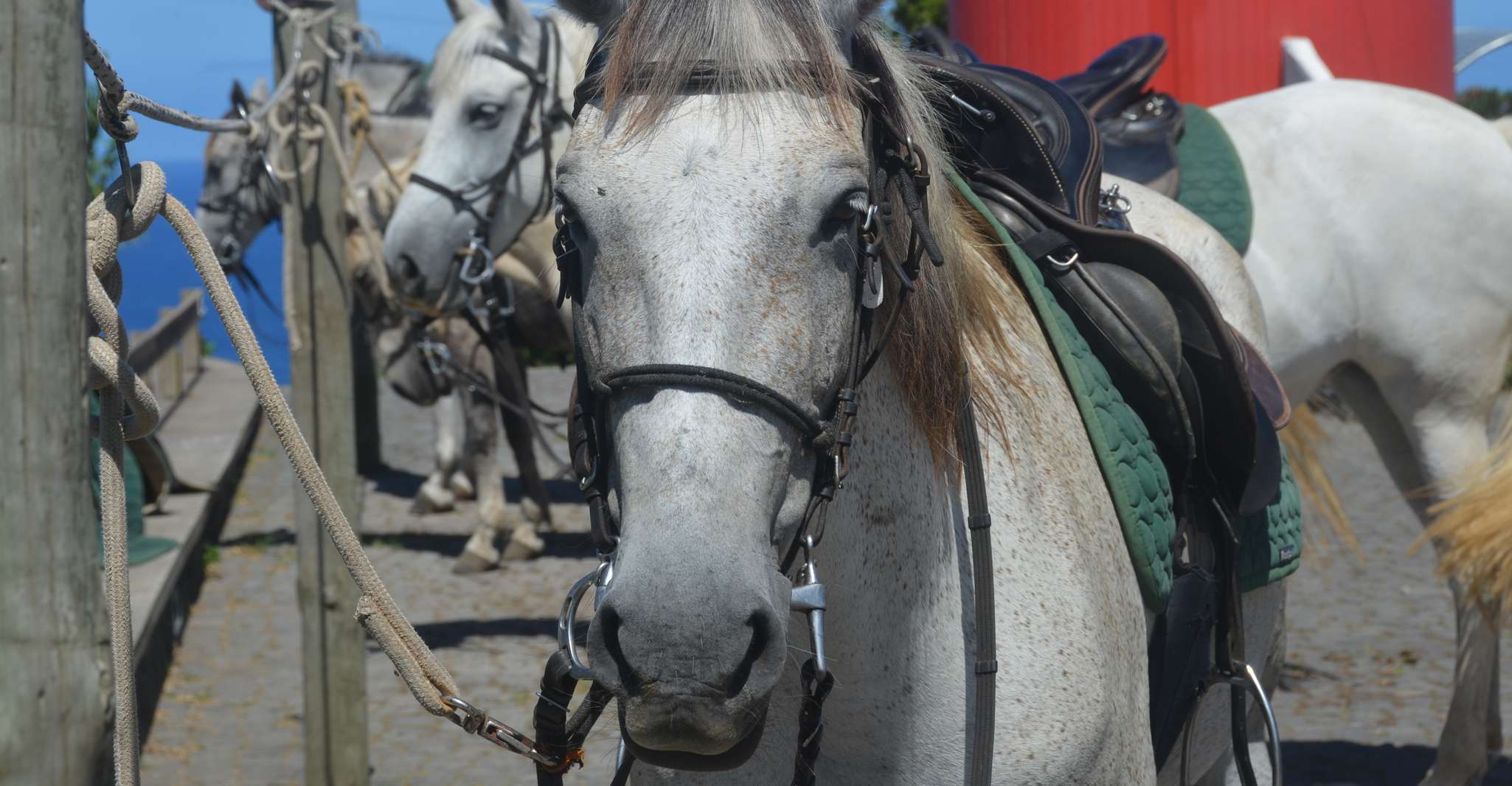 Faial Island, cavallo a cavallo su Lusitano Trail (1,5 ore) - Housity