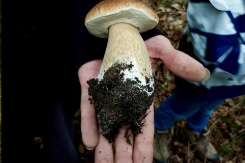 Leipzig: Mushroom Hike
