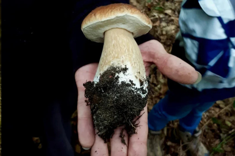 Leipzig: Mushroom Hike