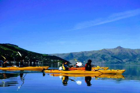 Akaroa: Wycieczka kajakiem po morzu do rezerwatu morskiego AkaroaAkaroa: Kajakarstwo morskie w rezerwacie morskim Akaroa
