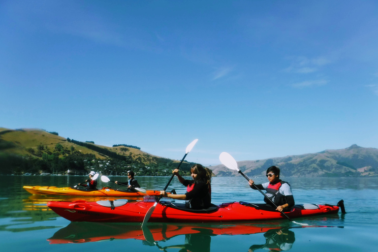 Akaroa: Wycieczka kajakiem po morzu do rezerwatu morskiego AkaroaAkaroa: Kajakarstwo morskie w rezerwacie morskim Akaroa