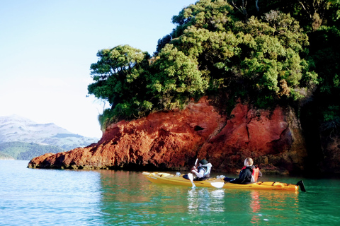 Akaroa: Wycieczka kajakiem po morzu do rezerwatu morskiego AkaroaAkaroa: Kajakarstwo morskie w rezerwacie morskim Akaroa