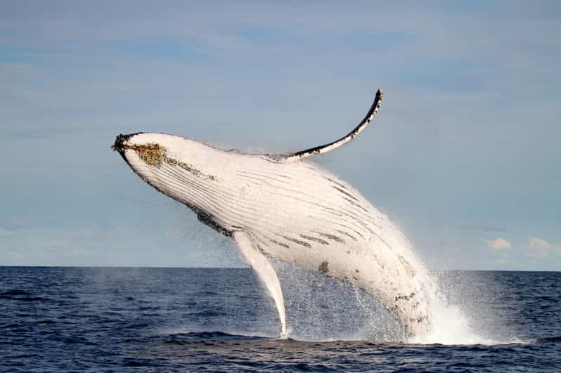 Newcastle: Small Group Humpback Whale Encounter Tour | GetYourGuide