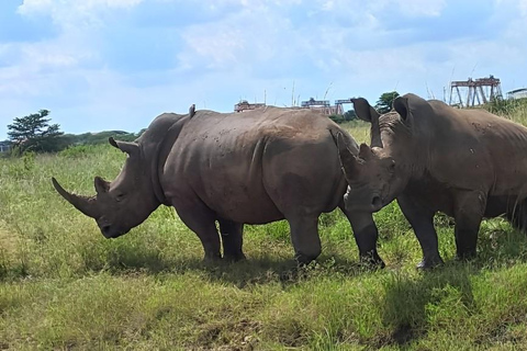 Nationaal park Nairobi, olifantenweeshuis en giraffencentrum